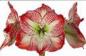 Preview: Vollsortiment - Amaryllis (ga) MEGA STAR